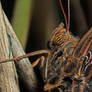 Close-up of a butterfly 05