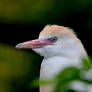 Cattle Egret