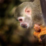 Common Squirrel Monkey 02