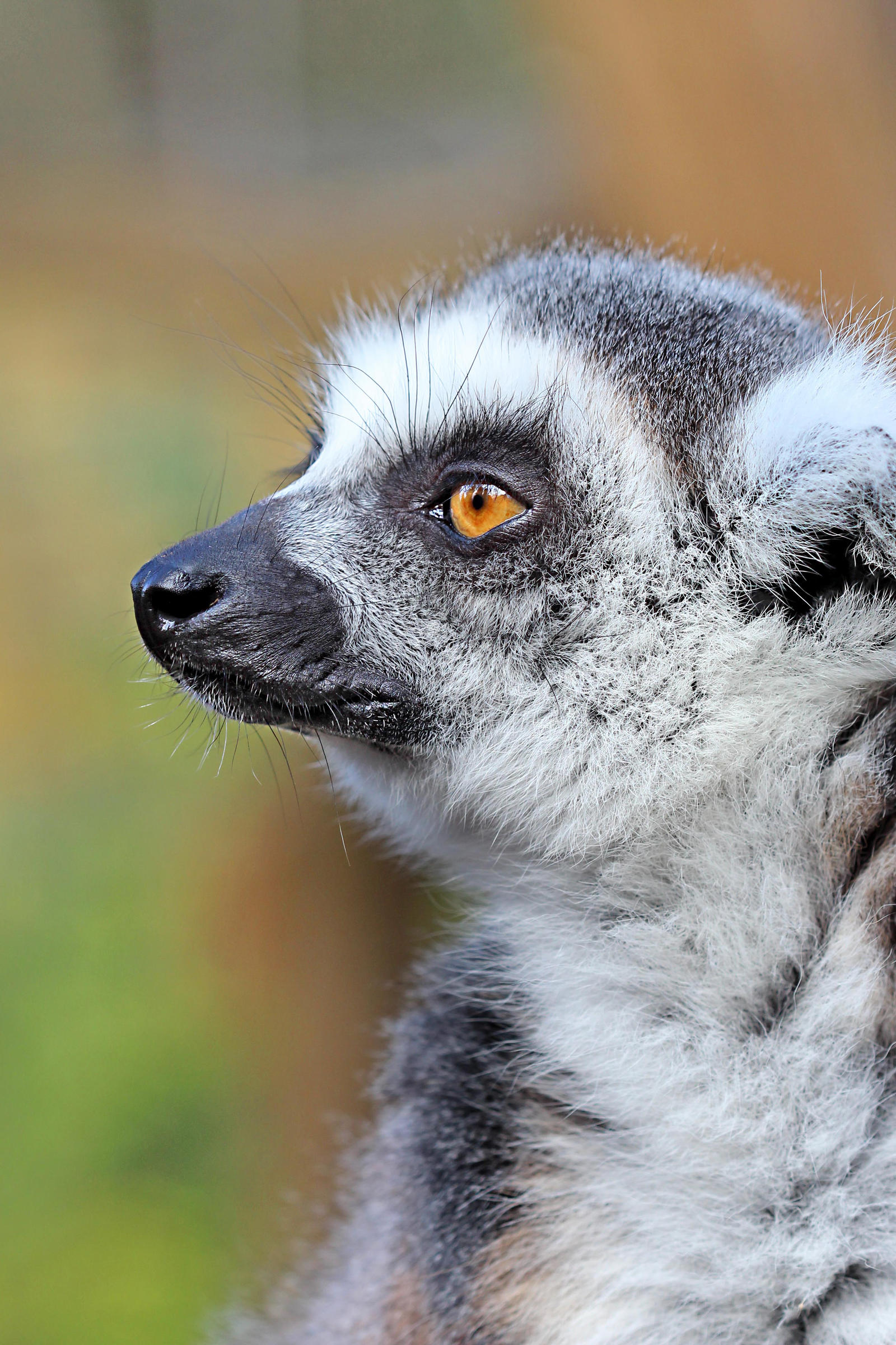 Portrait of a Lemur 01