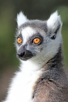 Portrait of a Lemur 02