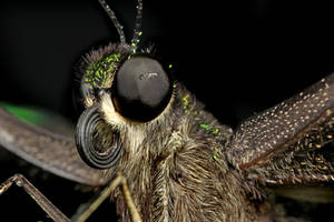 Close-up of a butterfly 06