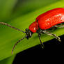A Red Lily Leaf Beetle 01