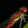 Red Damselfly 01