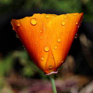 Poppy after the rain 01 by s-kmp