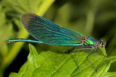 Green Damselfly 01