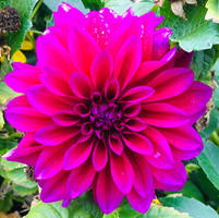 Neon Dahlia