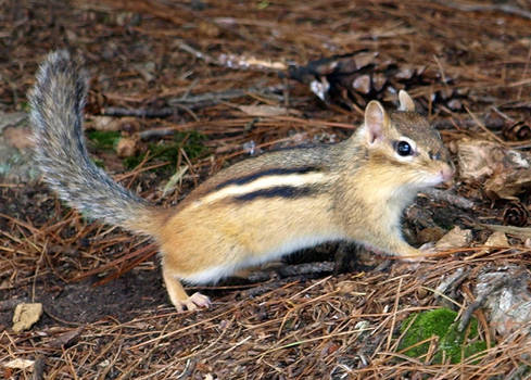 chipmunk 2