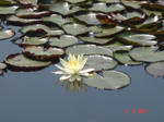 Flower 3 by Larissa-SP-Brasil