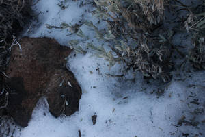 Remains of snow survive on the shadow