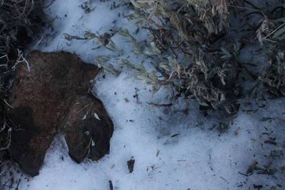 Remains of snow survive on the shadow