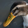 Goose Close Up