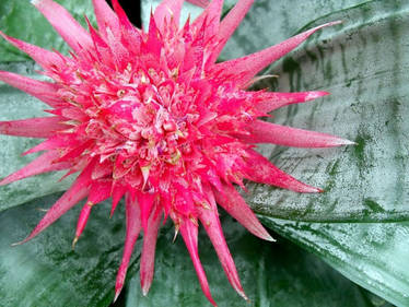 Aechmea Fasciata