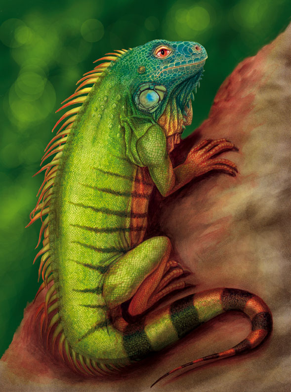 Iguana