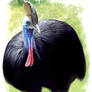 Cassowary