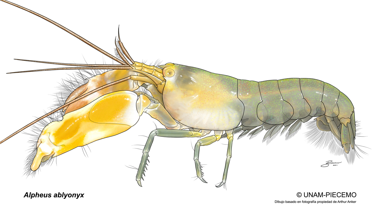 Alpheus Alpheus ablyonyx by albertoguerra on DeviantArt