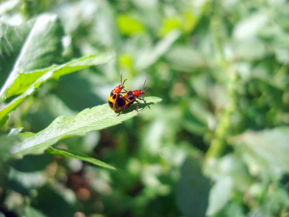 Love in the garden