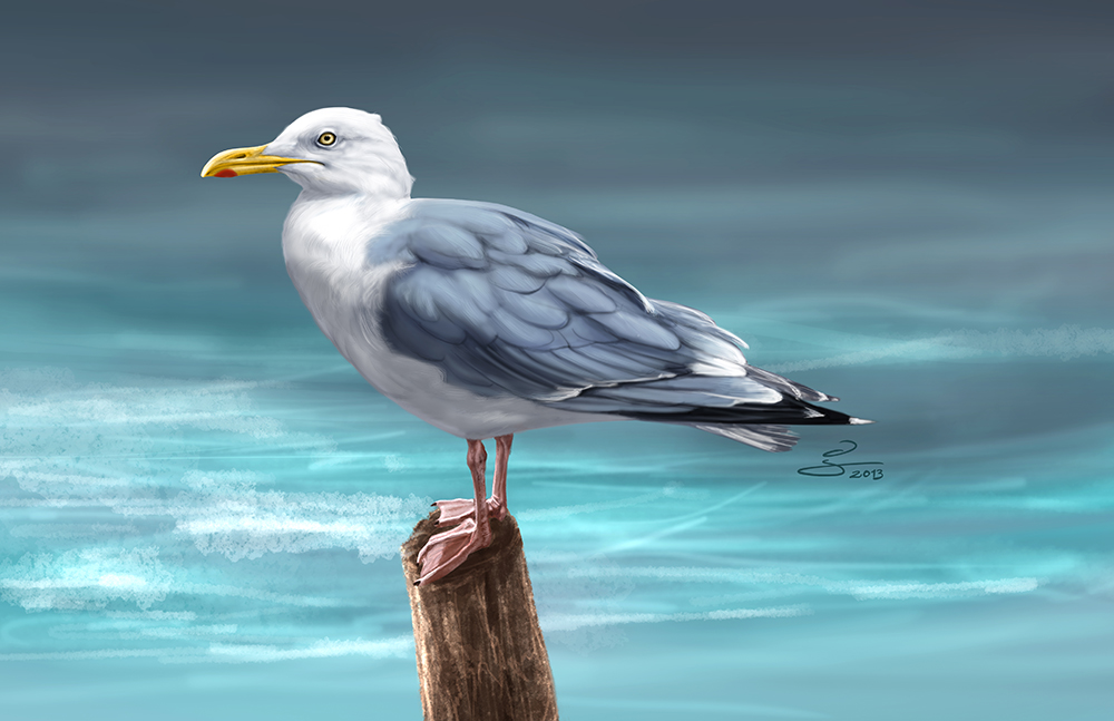 European Herring Gull