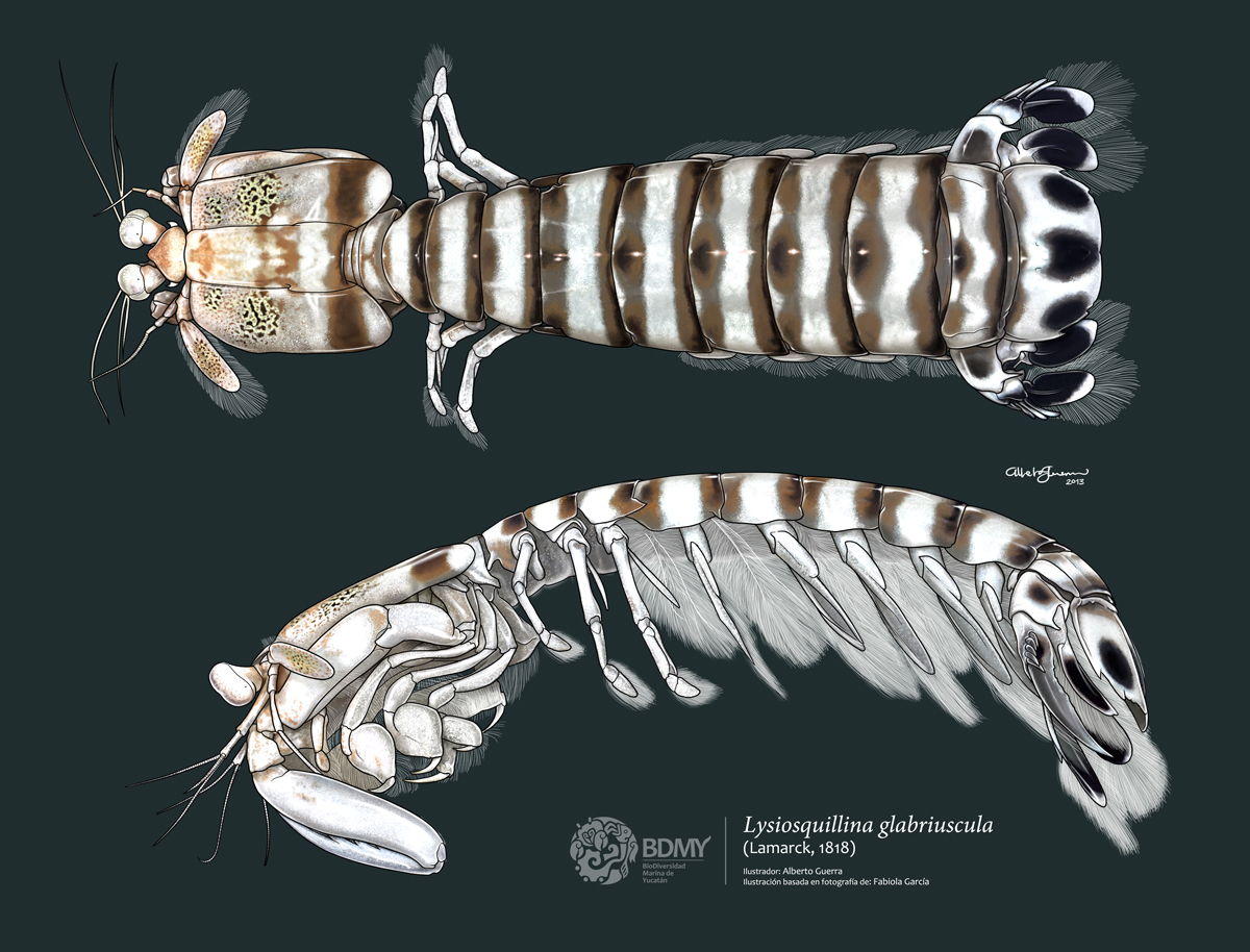 Caribbean Striped Mantis Shrimp