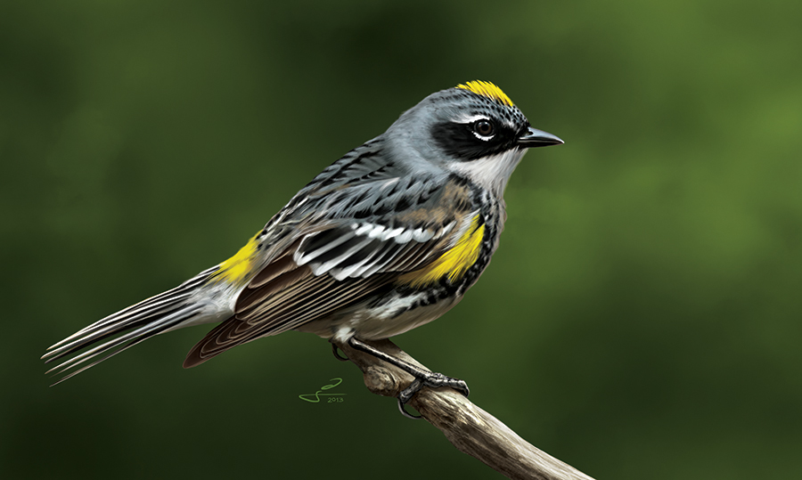 Yellow-rumped Warbler