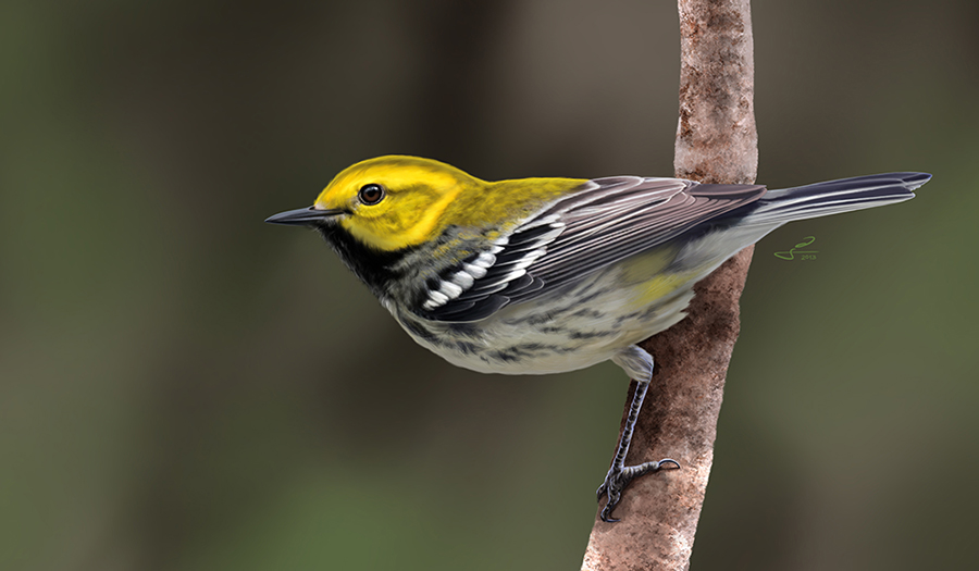 Black-throated Green Warbler