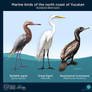 Marine birds