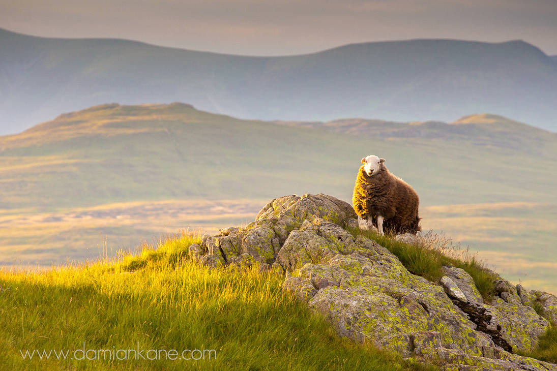 Herdwick by DamianKane