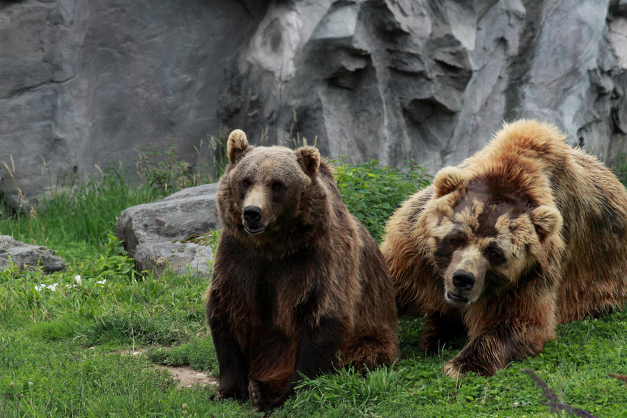 The Kodiak-Family