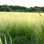 Field of Barley 05240017