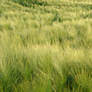 Field of Barley 05240025