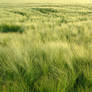 Field of Barley 05240033