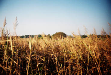 Behind the reed