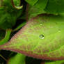 Leaf Water Droplet