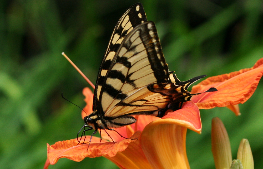 Swallow Tail