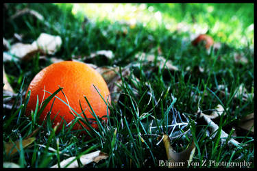 orange and grass