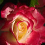 Rose @@