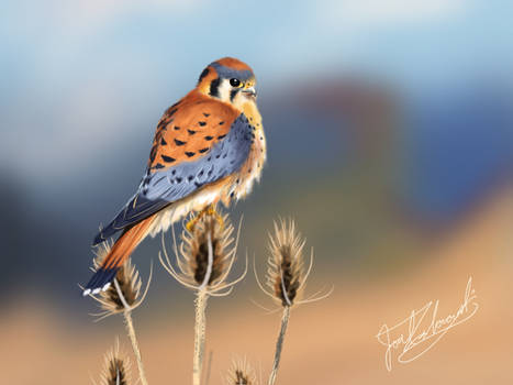 American Kestrel