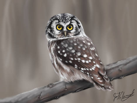 Boreal Owl