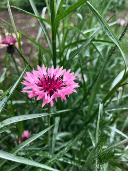 Pink flower