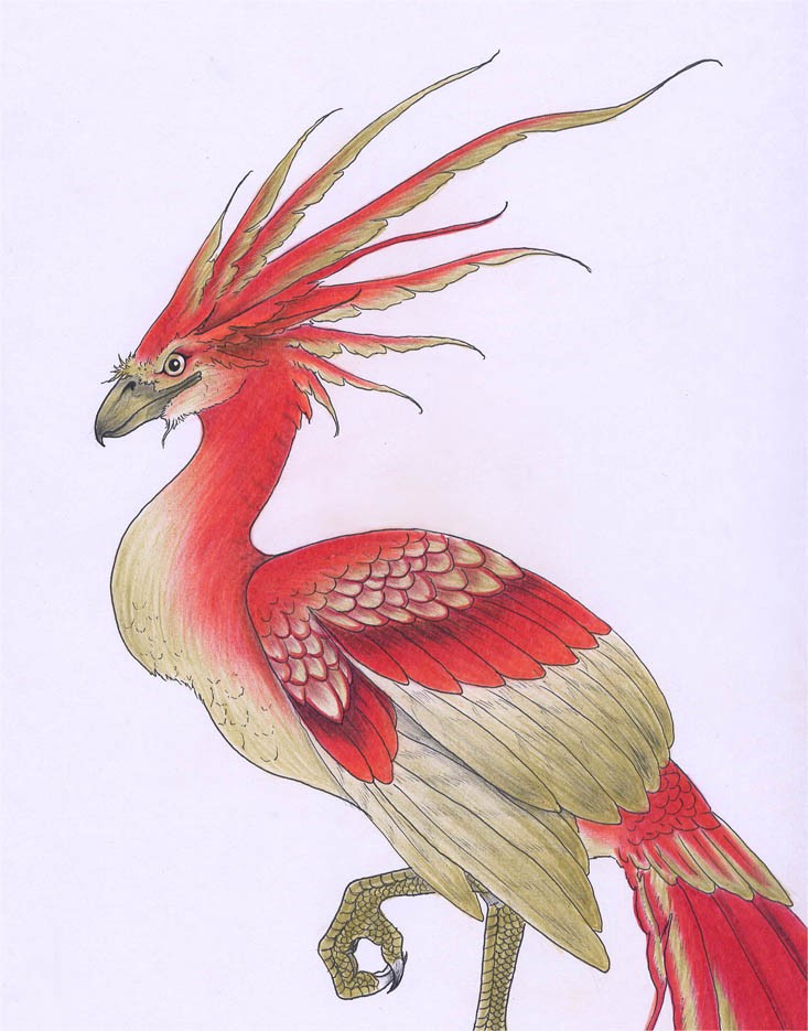 Phoenix by verreaux on DeviantArt