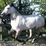 Running lusitano  stock