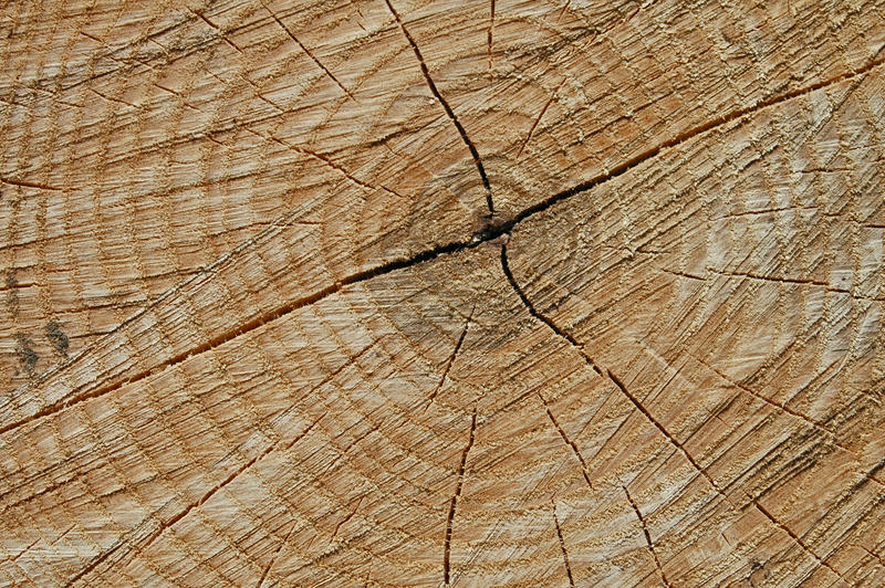 Cut log Texture
