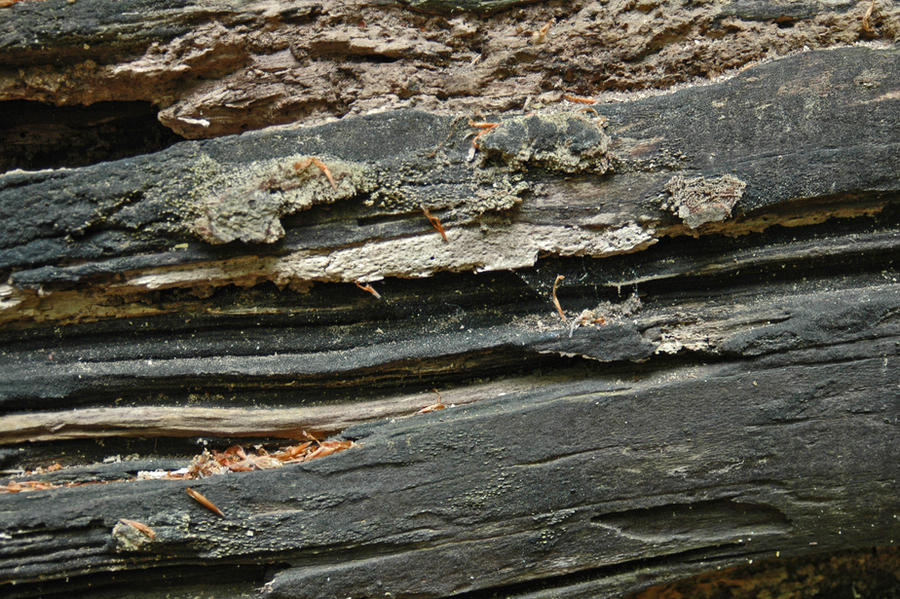 Rotting wood texture_001