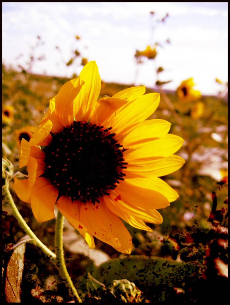 Grunge Sunflower
