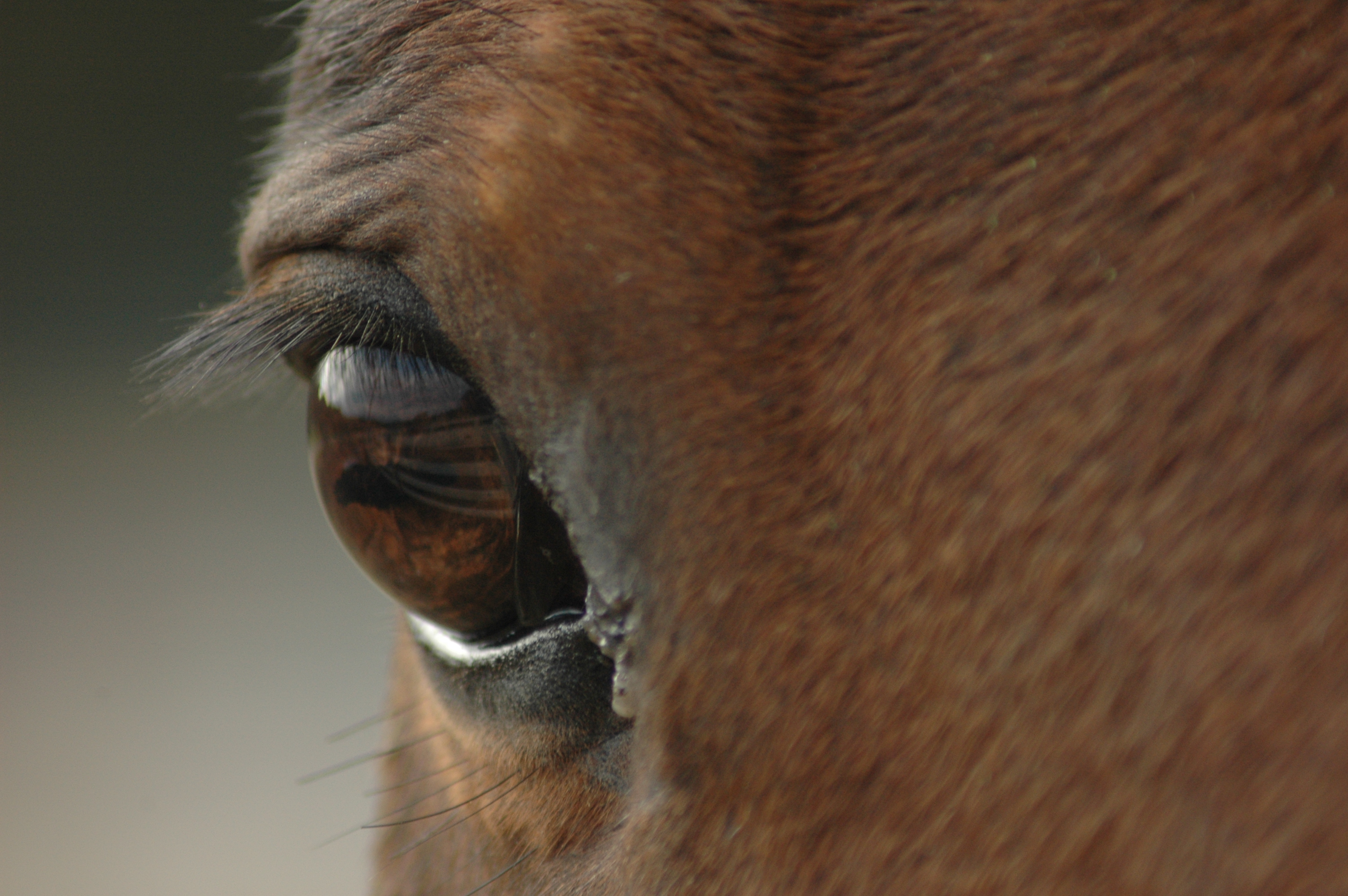 Chubbs' Eye