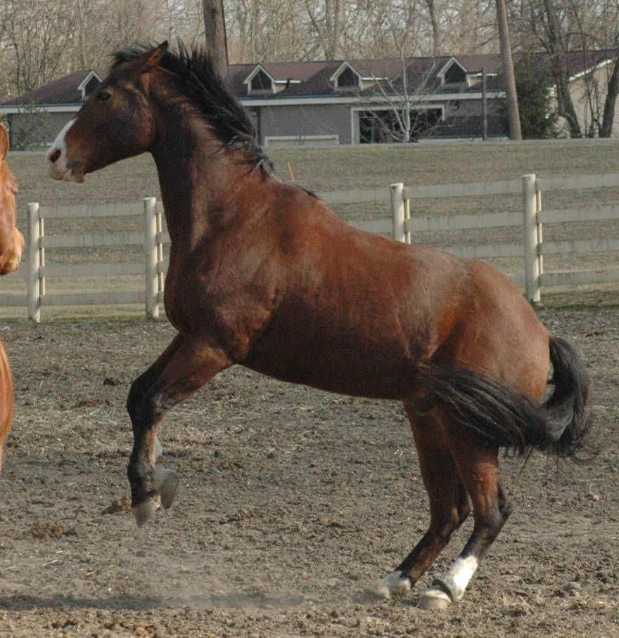 Mos Rear Horse JR rear by stockhorse on DeviantArt