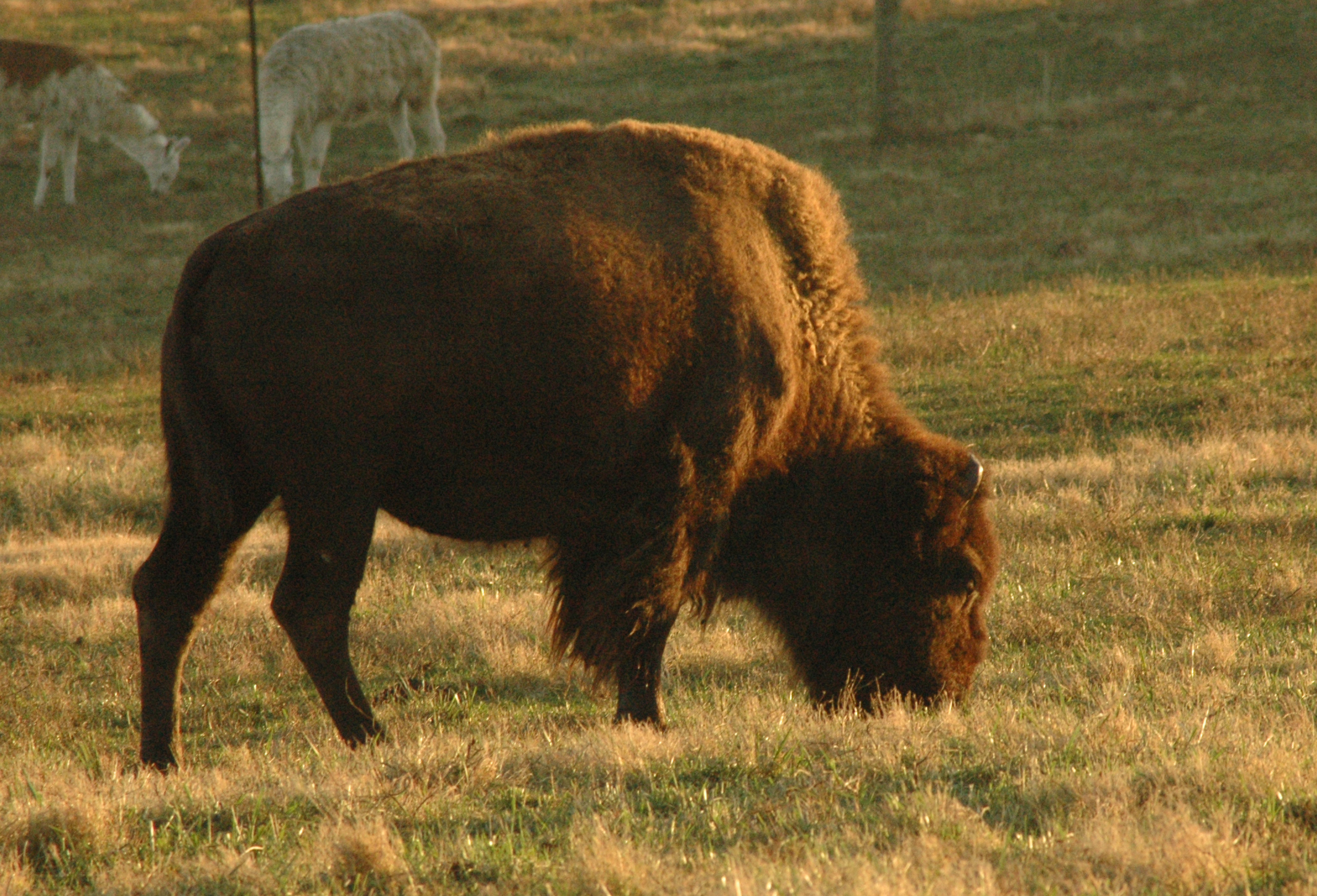 Buffalo 1