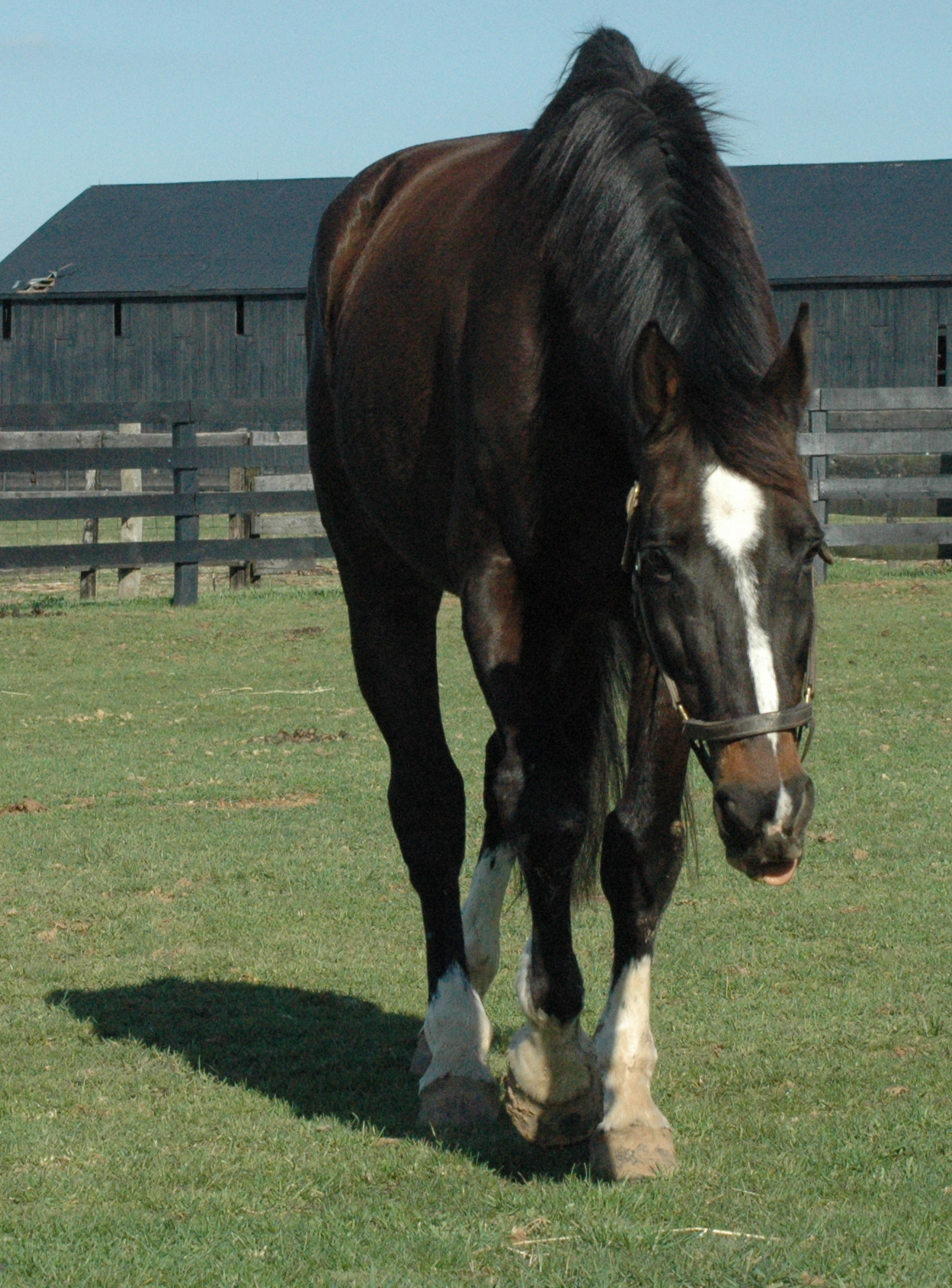 Brown Horse 1