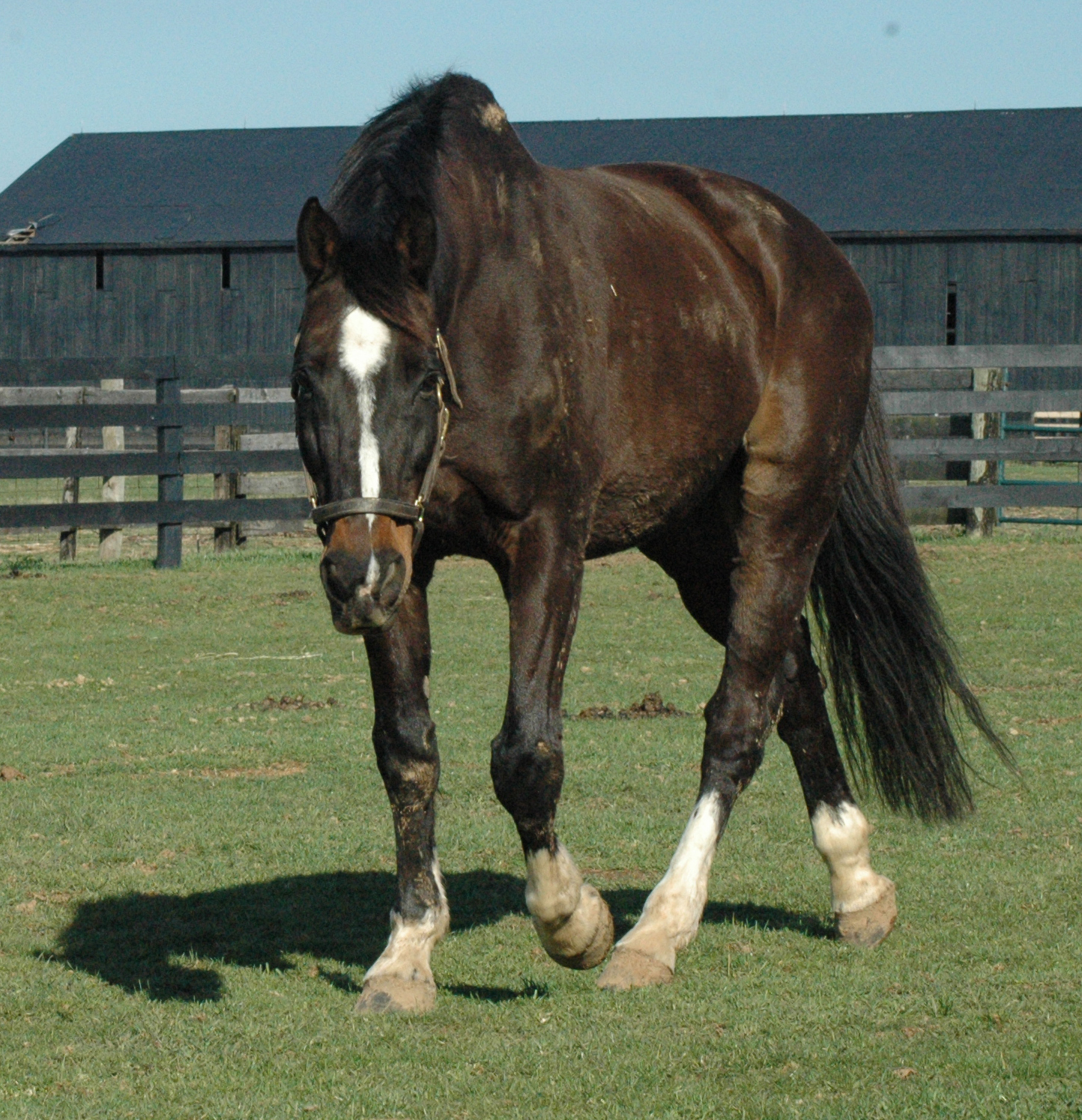 Brown Horse 2