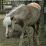 Miniature Horse 2